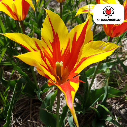 "Tulpenzwiebeln Fire Wings – 20 Stück | KH Bloembollen® | Rot-Gelb Geflammte Tulpe – Feurig & Auffällig – Für Garten oder Topf – Größe 11/12 – Frisch vom Züchter image"