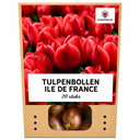 Tulpenzwiebeln Ile de France – 20 Stück | KH Bloembollen® | Tiefrote Tulpe – Klassisch, Kräftig & Elegant – Für Garten oder Topf – Größe 11/12 – Frisch vom Züchter