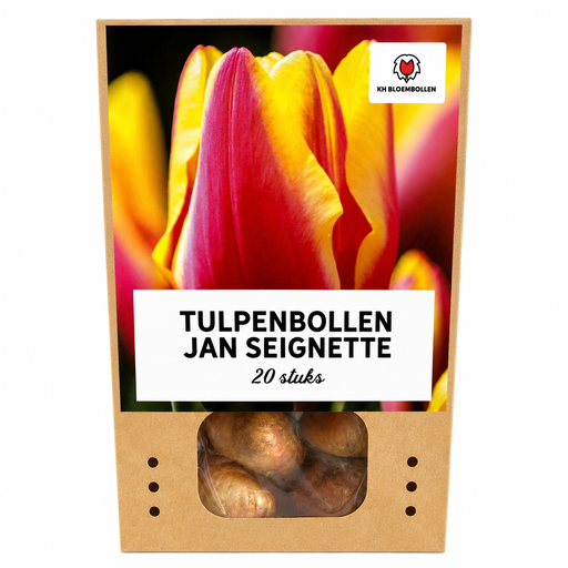 "Tulpenzwiebeln Jan Seignette – 20 Stück | KH Bloembollen® | Rot-Gelb Gestreifte Tulpe – Klassisch & Auffällig – Für Garten oder Topf – Größe 11/12 – Frisch vom Züchter image"