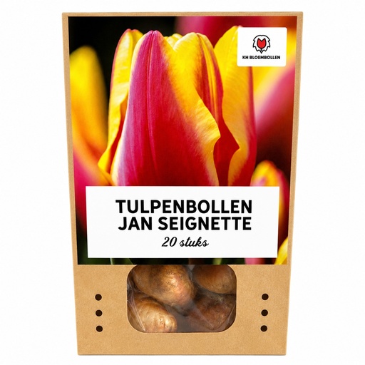 "Tulpe 'Jan Seignette' (Tulipa) – Blumenzwiebeln, 20 Zwiebeln image"