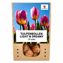 Tulpenzwiebeln Light and Dreamy – 20 Stück | KH Bloembollen® | Prächtige Pastellfarben – Für Garten oder Topf – Größe 11/12 – Frisch vom Züchter!