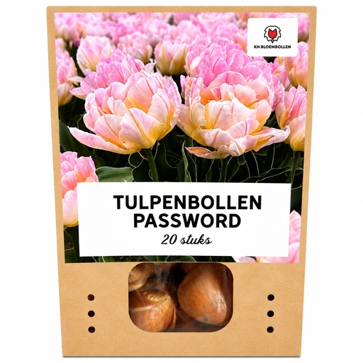 "Tulpe 'Password' (Tulipa) – Blumenzwiebeln, 20 Zwiebeln image"