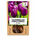Tulpenzwiebeln Purple Prince – 20 Stück | KH Bloembollen® | Purpur-Violette Tulpe – Kräftig & Königlich – Für Garten oder Topf – Größe 11/12 – Frisch vom Züchter