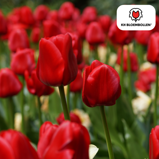 "Tulpenzwiebeln Seadov – 20 Stück | KH Bloembollen® | Tiefrote Tulpe – Kräftig, Klassisch & Zeitlos – Für Garten oder Topf – Größe 11/12 – Frisch vom Züchter image"
