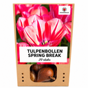 Tulpenzwiebeln Spring Break – 20 Stück | KH Bloembollen® | Rot-Orange Tulpe – Feurig, Energisch & Auffällig – Für Garten oder Topf – Größe 11/12 – Frisch vom Züchter
