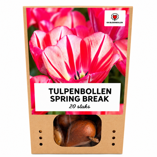 "Tulpenzwiebeln Spring Break – 20 Stück | KH Bloembollen® | Rot-Orange Tulpe – Feurig, Energisch & Auffällig – Für Garten oder Topf – Größe 11/12 – Frisch vom Züchter image"