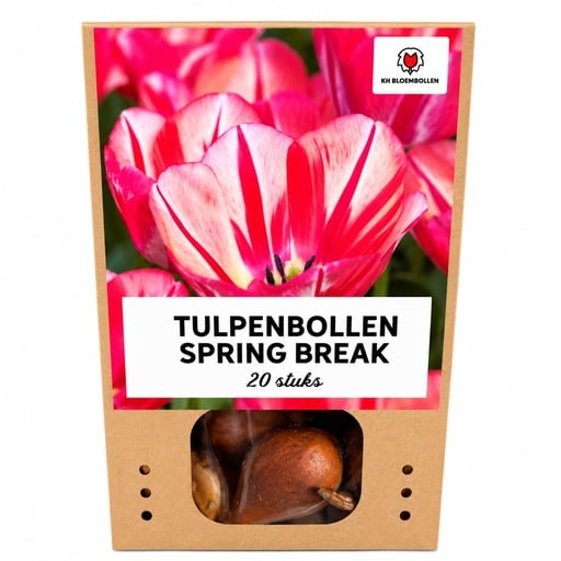 "Tulpe 'Spring Break' (Tulipa) – Blumenzwiebeln, 20 Zwiebeln image"