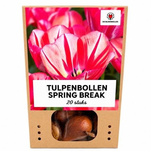 "Tulpe 'Spring Break' (Tulipa) – Blumenzwiebeln, 20 Zwiebeln image"
