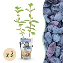 Obstpflanzen - Honigbeere - Lonicera caerulea var. kamtschatica - Winterhart - 3 Pflanzen - Topf 9 cm - Blaubeere