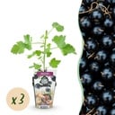 Obstpflanzen - Jostabeere - Ribes Jostabes - Winterhart - 3 Pflanzen - Topf 9 cm