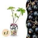 Obstpflanzen - Schwarze Johannisbeere 'Titania' - Ribes nigrum - Winterhart - 3 Pflanzen - Topf 9 cm
