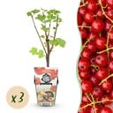 Obstpflanzen - Rote Johannisbeere - Ribes rubrum Jonkheer van Tets - Winterhart - 3 Pflanzen - Topf 9 cm - Rote Johannisbeere