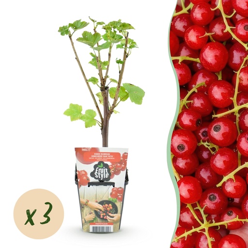 "Obstpflanzen - Rote Johannisbeere - Ribes rubrum Jonkheer van Tets - Winterhart - 3 Pflanzen - Topf 9 cm - Rote Johannisbeere image"