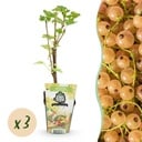 Obstpflanzen - Weiße Beere - Ribes rubrum Weiße Holländer - Winterhart - 3 Pflanzen - Topf 9 cm - Weiße Beere
