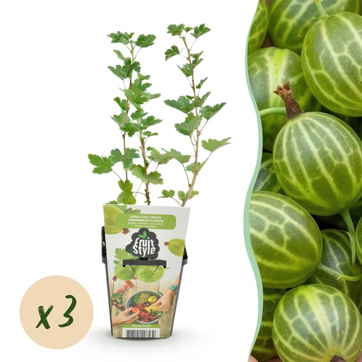 "Obstpflanzen - Stachelbeere - Ribes uva-crispa Hinnonmaki Grün - Winterhart - 3 Pflanzen - Topf 9 cm - Grüne Beere image"