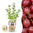 Obstpflanzen - Stachelbeere - Ribes uva-crispa Hinnonmaki Rot - Winterhart - 3 Pflanzen - Topf 9 cm - Rote Beere