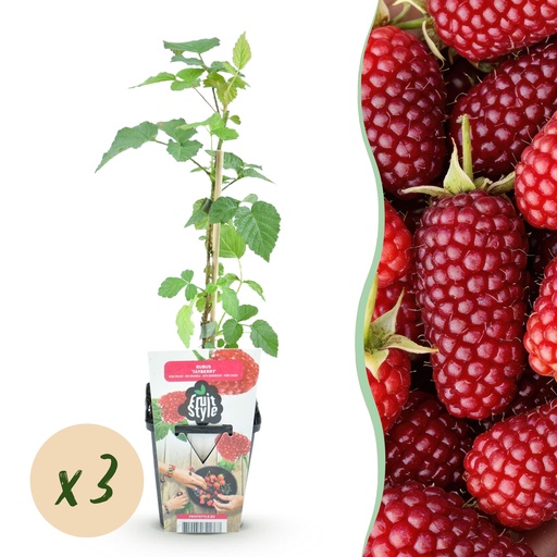 "Obstpflanzen - Taybes - Rubus Tayberry - Winterhart - 3 Pflanzen - Topf 9 cm - Rote Beere image"