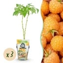 Obstpflanzen – Himbeere – Rubus idaeus Fallgold – Winterhart – 3 Pflanzen – Topf 9 cm – Gelbe Himbeere