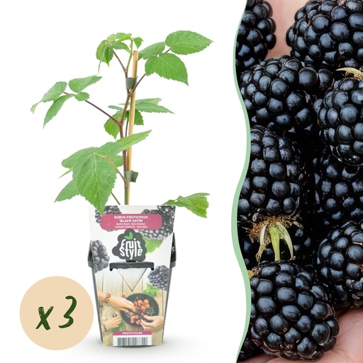 "Obstpflanzen – Brombeere – Rubus Black Satin – Winterhart – 3 Pflanzen – Topf 9 cm – Schwarze Brombeere image"
