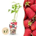 Obstpflanzen – Himbeere – Rubus idaeus Heritage – Winterhart – 3 Pflanzen – Topf 9 cm – Rote Himbeere