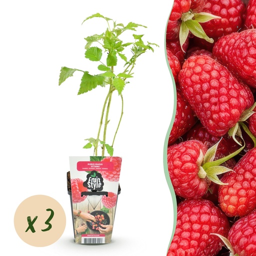 "Obstpflanzen – Himbeere – Rubus idaeus Heritage – Winterhart – 3 Pflanzen – Topf 9 cm – Rote Himbeere image"