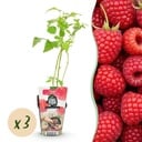 Obstpflanzen - Himbeere - Rubus idaeus Ottawa - Winterhart - 3 Pflanzen - Topf 9 cm - Rote Himbeere