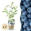 Obstpflanzen - Blaubeere - Vaccinium corymbossum Goldtraube - Winterhart - 3 Pflanzen - Topf 9 cm - Blaubeere