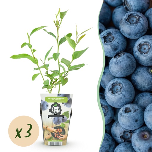 "Obstpflanzen - Blaubeere - Vaccinium corymbossum Goldtraube - Winterhart - 3 Pflanzen - Topf 9 cm - Blaubeere image"