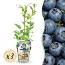 Obstpflanzen - Blaubeere - Vaccinium corymbossum Northland - Winterhart - 3 Pflanzen - Topf 9 cm - Blaubeere