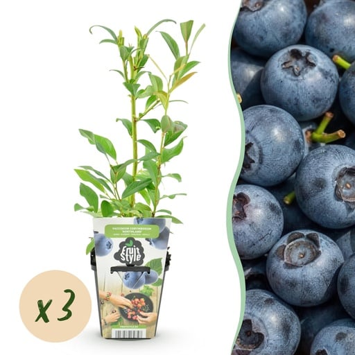 "Heidelbeere (Vaccinium corymbosum) – winterharte Beerenobst-Pflanze, Höhe ca. 9 cm image"