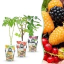 Obstpflanzen – Tricolore – Rote Johannisbeere – Gelbe Himbeere – Schwarze Brombeere – Winterhart – 3 Pflanzen – Topf 9 cm