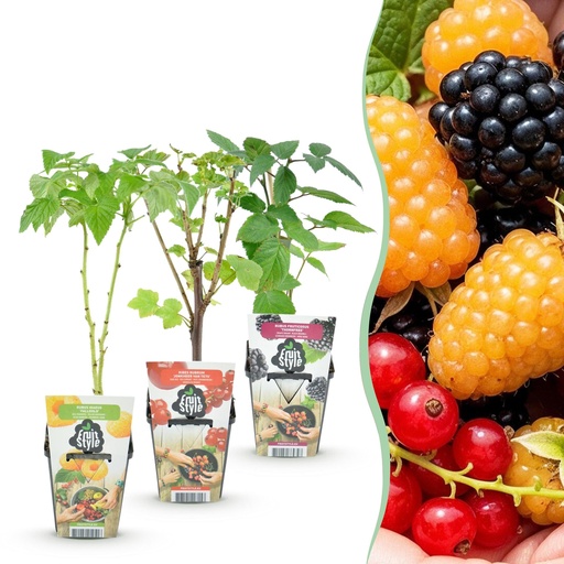 "Obstpflanzen – Tricolore – Rote Johannisbeere – Gelbe Himbeere – Schwarze Brombeere – Winterhart – 3 Pflanzen – Topf 9 cm image"