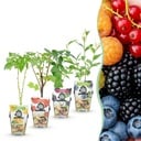 Obstpflanzen – Regenbogen – Rote Johannisbeere – Gelbe Himbeere – Schwarze Brombeere – Blaubeere – Winterhart – 4 Pflanzen – Topf 9 cm