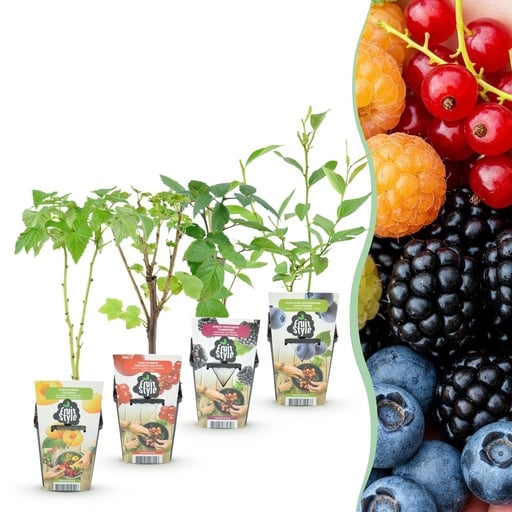 "Obstpflanzen – Regenbogen – Rote Johannisbeere – Gelbe Himbeere – Schwarze Brombeere – Blaubeere – Winterhart – 4 Pflanzen – Topf 9 cm image"