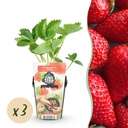 Obstpflanzen – Erdbeere – Fragaria Elvira – Winterhart – 3 Pflanzen – Topf 9 cm – Rote Erdbeere