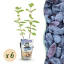 Obstpflanzen – Honigbeere – Lonicera caerulea Kamtschatica – Winterhart – 6 Pflanzen – Topf 9 cm – Blaue Beere