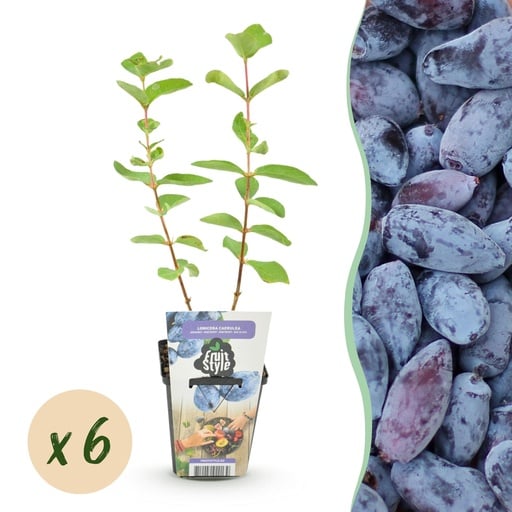 "Obstpflanzen – Honigbeere – Lonicera caerulea Kamtschatica – Winterhart – 6 Pflanzen – Topf 9 cm – Blaue Beere image"