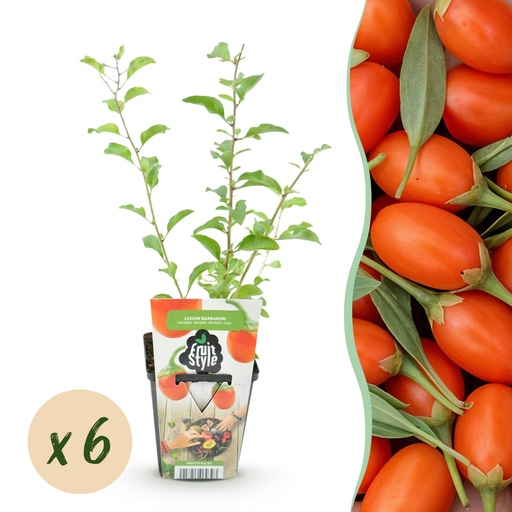 "Obstpflanzen – Goji-Beere – Lycium Barbarum – Winterhart – 6 Pflanzen – Topf 9 cm – Orange – Rote Frucht image"