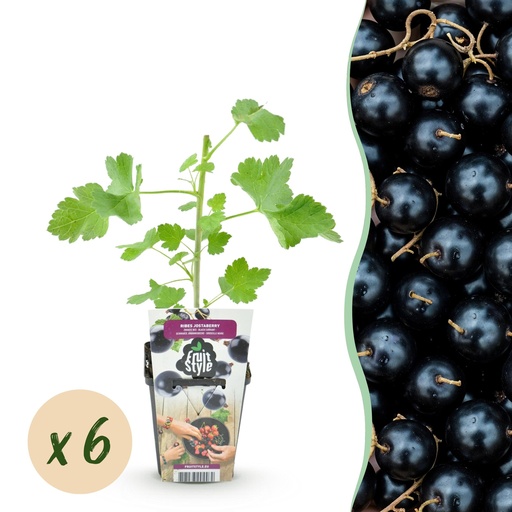 "Obstpflanzen - Jostabeere - Ribes Jostabeere - Winterhart - 6 Pflanzen - Topf 9 cm - Jostabeere image"