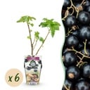 Obstpflanzen - Schwarze Johannisbeere - Ribes nigrum 'Titania' - Winterhart - 6 Pflanzen - Topf 9 cm - Schwarze Johannisbeere