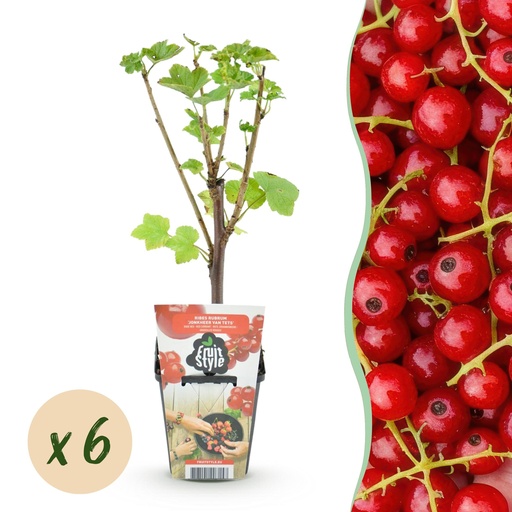 "Obstpflanzen - Rote Johannisbeere - Ribes rubrum 'Jonkheer van Tets' - Winterhart - 6 Pflanzen - Topf 9 cm - Rote Johannisbeere image"