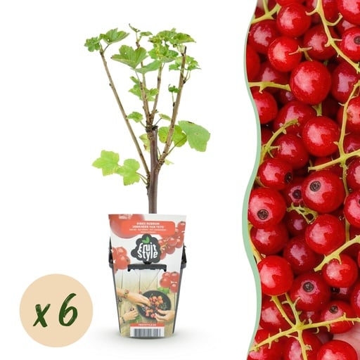"Rote Johannisbeere 'Jonkheer van Tets' (Ribes rubrum) – winterhartes Beerenobst, Höhe ca. 9 cm image"
