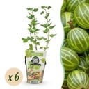 Obstpflanzen - Stachelbeere - Ribes uva-crispa Hinnonmaki Grün - Winterhart - 6 Pflanzen - Topf 9 cm - Grüne Beere