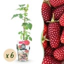 Obstpflanzen - Taybeere - Rubus Tayberry - Winterhart - 6 Pflanzen - Topf 9 cm