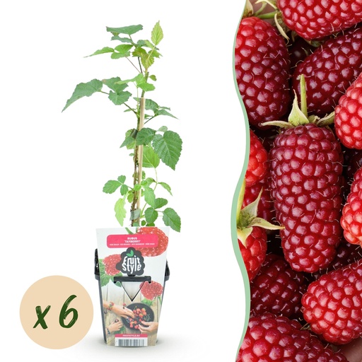 "Obstpflanzen - Taybeere - Rubus Tayberry - Winterhart - 6 Pflanzen - Topf 9 cm image"