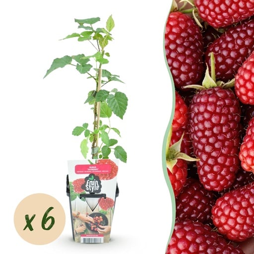 "Himbeere 'Tayberry' 6er-Set (Rubus) – winterharte Beerenobst-Pflanze, Topf-Ø 9 cm image"
