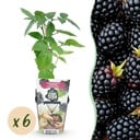 Obstpflanzen - Dornlose Brombeere - Rubus Thornfree - Winterhart - 6 Pflanzen - Topf 9 cm - Schwarze Brombeere