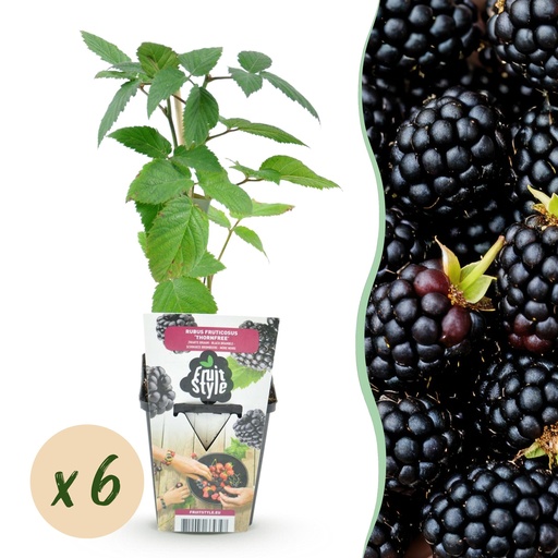"Obstpflanzen - Dornlose Brombeere - Rubus Thornfree - Winterhart - 6 Pflanzen - Topf 9 cm - Schwarze Brombeere image"