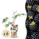 Obstpflanzen - Immergrüne Brombeere - Rubus Thornless Evergreen - Winterhart - 6 Pflanzen - Topf 9 cm - Schwarze Brombeere