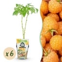 Obstpflanzen - Himbeere - Rubus idaeus Fallgold - Winterhart - 6 Pflanzen - Topf 9 cm - Gelbe Himbeere